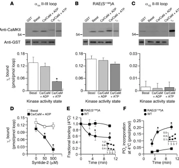 Figure 1CaMKIIγC binds to the α1H II-III loop and is released by loop phosphorylation