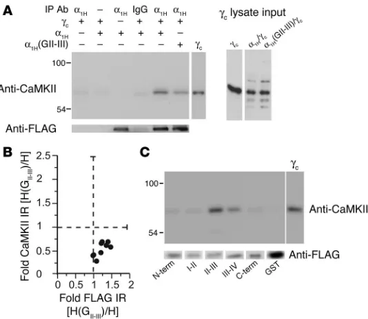 Figure 2CaMKIIγC forms a signaling complex with α1H channels dependent on the  II-III loop