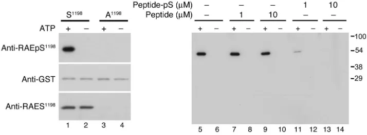 Figure 3Characterization of phosphomotif-specific antibody targeting RAEpSrecognition of pSeach fusion, indicating equal loading (middle row, lanes 1–4)