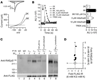 Figure 4CaMKIIγC-induced phosphorylation of α1H channels in situ. (A) Sample currents from α1H/mTREK, transiently expressing CaMKIIγC