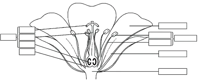 Figure 1 Cross-section of a Cranesbill flower. 