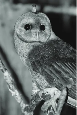 Figure 4 Galapagos barn owl. The owl nests in caves within the dark volcanic rock that makes up the islands