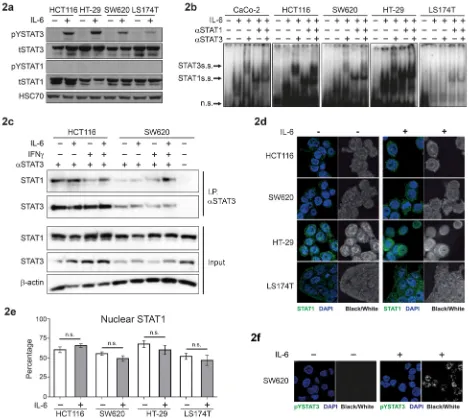 Figure 2: IL-6-dependent activation and subcellular localization of STAT3 and STAT1 in CRC cell lines