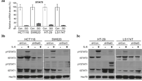 Figure 3: Differential effect of STAT3 knockdown on STAT1 expression in CRC cell lines