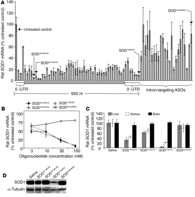 Figure 2Identifying antisense oligonucleotides that reduce rat SOD1 in vitro