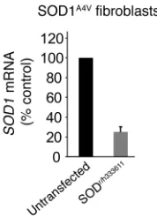 Figure 5Antisense oligonucleotides decrease SOD1A4V in fibroblasts from an ALS patient