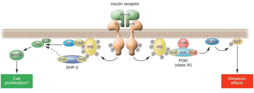 Figure 2Insulin signaling in cells. Insulin elicits its effects by binding to its specific receptor and activating its tyrosine kinase