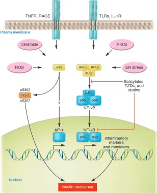 Figure 1Potential cellular mechanisms for activating 
