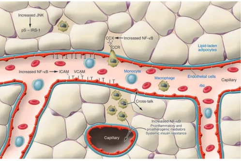 Figure 2Potential mechanisms for activation of inflammation in adipose tissue. Dietary excess and obesity cause lipid accumulation in adipocytes, initi-ating a state of cellular stress and activation of JNK and NF-κB