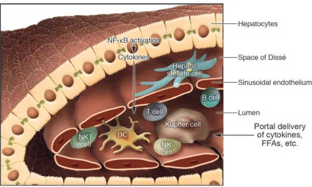 Figure 3Potential mechanisms for adiposity-induced inflam-