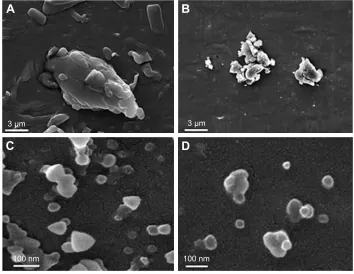 Figure 6 a scanning electron microscopy image of raw orlistat (A), NsP7 (B), ssPl9 (C), or ssPh6 (D).Abbreviations: sNeDDs, self-nanoemulsifying drug delivery system; ssPh, solid sNeDDs preconcentrate of a high melting temperature; ssPl, solid sNeDDs preconcentrate of a low melting temperature; NsP, non-sNeDDs preconcentrate.