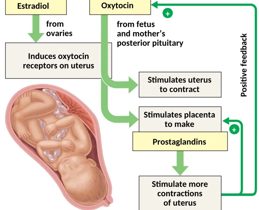 Fig. 46-18 Estradiol Oxytocin from ovaries Induces oxytocin receptors on uterus from fetus and mother’s posterior pituitary Stimulates uterus to contract Stimulates placenta  to make Prostaglandins Stimulate more contractions of uterus Positive feedback++
