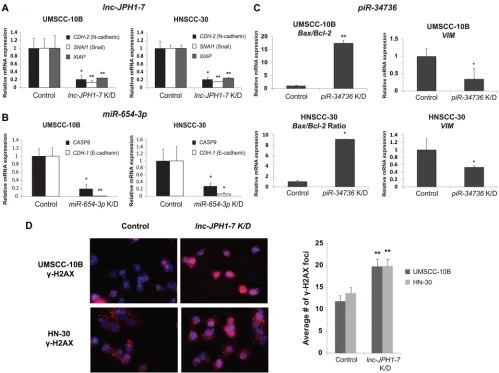Figure 4: Effects of in vitro lnc-JPH1-7, miR-654-3p, and piR-34736 manipulation on expression of EMT and apoptosis genes