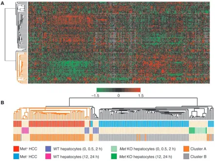Figure 4Expression profiles of the Met-regulated genes in HCCs from the LEC data set. (A) Hierarchical cluster analysis of mouse hepatocyte samples and 139 HCCs from the LEC data set