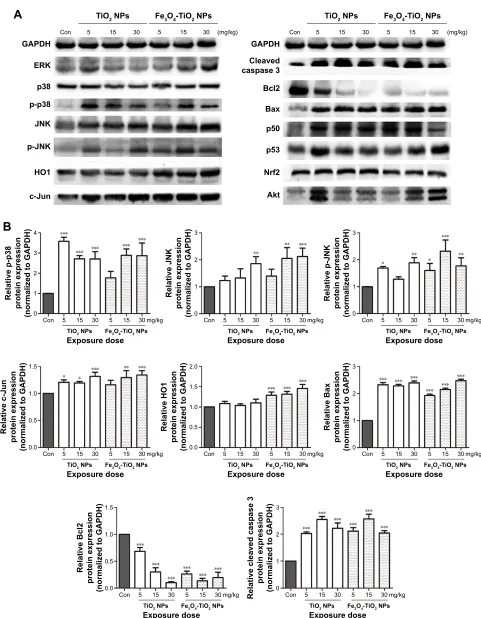 Figure 9 signal protein expression in liver tissue.Notes: (A) Protein-expression levels of p38, p-p38, JNK, p-JNK, hO1, erK, c-Jun, cleaved caspase 3, Bcl2, Bax, p50, p53, Nrf2, akt, and gaPDh; (B) relative protein expression (normalized to gaPDh)