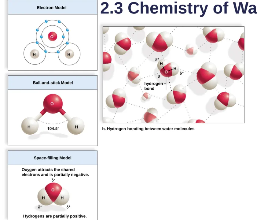 Fig. 2.9  H  H  H  H  H  H H H O O O O Electron Model Ball-and-stick Model Space-filling Model 