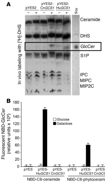 Figure 1Expression of 