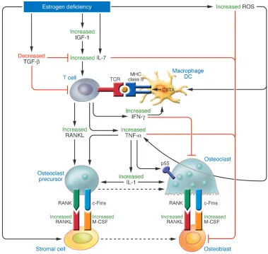 Figure 3Schematic representation of the main mechanisms and feedback interactions by which estrogen deficiency leads to bone loss