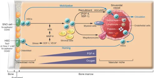 Figure 2The osteoblastic and vascular niches in bone. Under normal physiological conditions, HSCs reside in either the osteoblastic or vascular niche