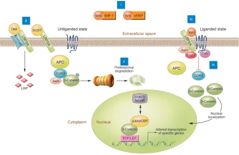 Figure 1Elements of Wnt/β-catenin signaling. In the liganded state, binding of Wnt to the frizzled receptor inhibits GSK3 activity through mechanisms involv-ing Axin, Frat-1, and Disheveled (Dsh)