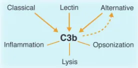 Figure 1Three pathways of complement activation. 