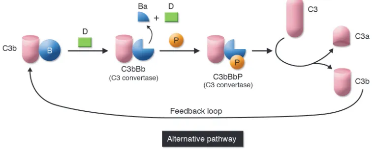 Figure 3Feedback loop of the alternative pathway. C3b is formed by spontaneous C3 turnover in blood or generated by the lectin or classical pathways