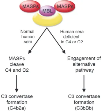 Figure 4Lectin pathway in normal versus C2-deficient serum. In this issue of the 