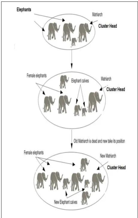 Fig 2: Behaviors of Elephants in the Clan for Selection of Head 