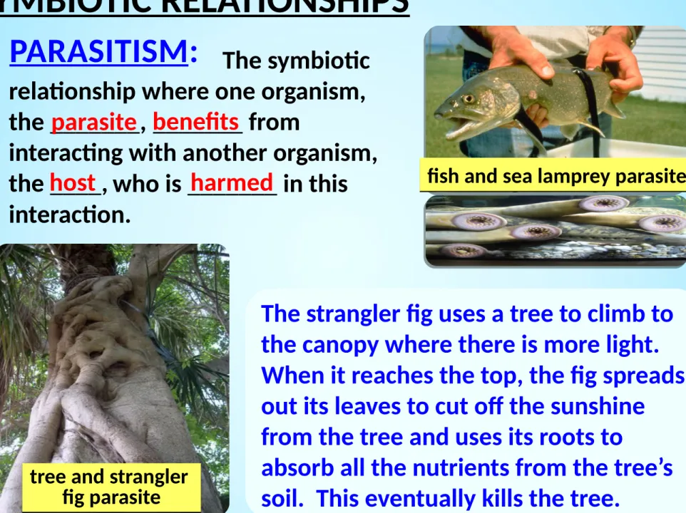 fig parasite