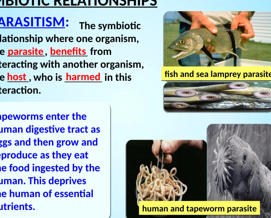 fig parasite tree and strangler 