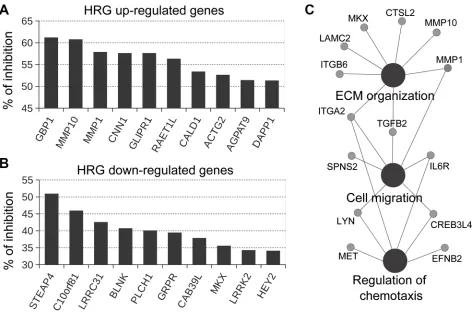 Figure 3: Effect of P-Rex1 RNAi on the expression of genes regulated by HRG. T-47D cells were transfected with two different P-Rex1 RNAi sequences (P-Rex #1 and P-Rex #2), or a non-target control RNAi (NTC)
