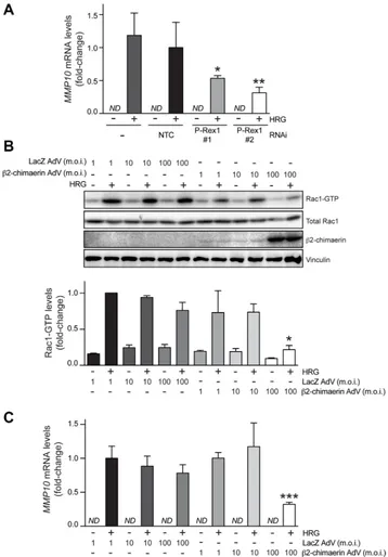Figure 4: Induction of MMP10 by HRG is mediated by P-Rex1. (A) T-47D cells were transfected with two different P-Rex1 RNAi duplexes (P-Rex #1 and P-Rex #2), or a non-target control RNAi duplex (NTC)
