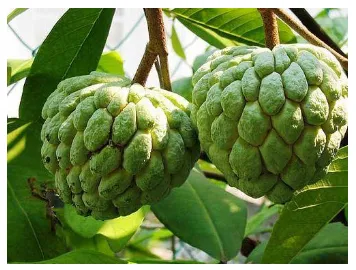 Figure 1 shows the custard apple fruit. The fruit is greenish in color and contains 20-30 seeds in each fruit