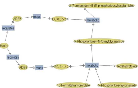 Figure 4.2: Petri Net visualization of regulatory and metabolic reaction where places aredisplayed as ellipses and transitions as rectangles