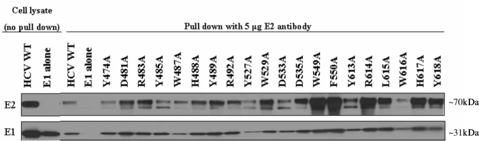 Figure 5Determining association of E1E2 mutantsplexes were separated by SDS-PAGE and analyzed by Western Blot for E1 to determine if the E2 and E1 glycoproteins had Determining association of E1E2 mutants