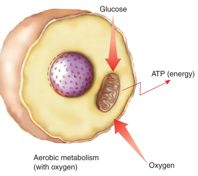 Figure 5.1a   Aerobic metabolism requires an adequate supply of glucose and oxygen. 