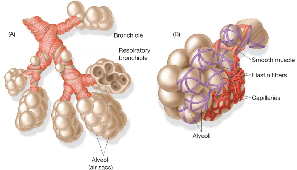 Figure 5.2   (A) In the alveoli is where the exchange of oxygen and carbon dioxide take place