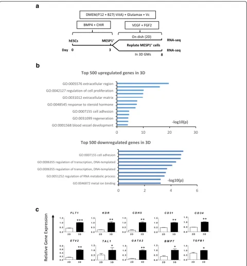 Fig. 5 High-throughput RNA sequencing data analysis of MESP1representative endothelial marker genes enriched in 3D GM differentiation (differentiation and RNA-seq.+ cells differentiated in 2D and 3D for 5 days