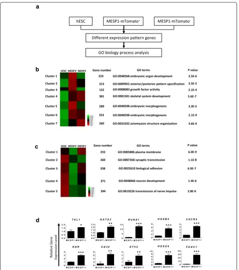 Fig. 2 High-throughput RNA sequencing analysis of MESP1-mTomato mesoderm progenitor cells