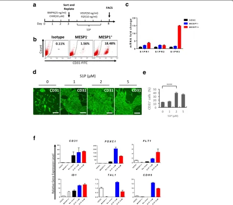Fig. 3 S1P greatly enhanced CD31 expression and upregulated endothelial marker genes expression.showing that S1P treatment greatly enhanced the generation of CD31 a Protocol for endothelial differentiation.b MESP1+ cells have significantly greater ability 