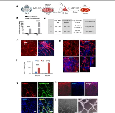 Fig. 4 3D microniche significantly improved endothelial differentiation efficiency and helped to maintain long-term cell survival.on differentiation day 10 visualized by multiphoton microscopy