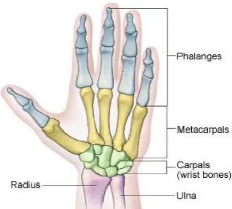 Fig. 1: Hand and Wrist bone  