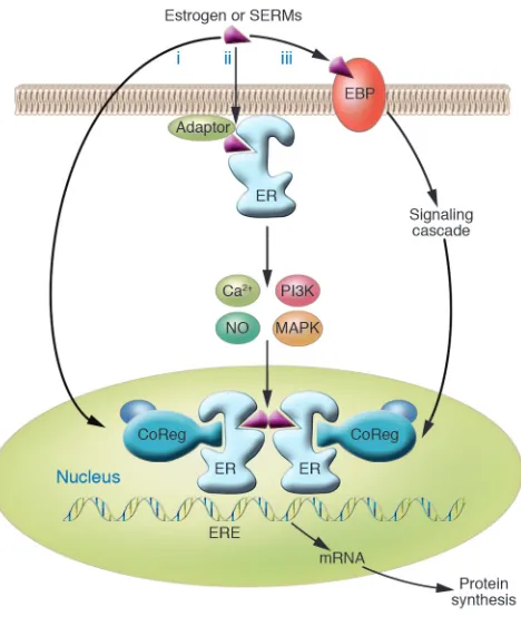 Figure 1Models of estrogen action. In the “classical” pathway of estrogen action 