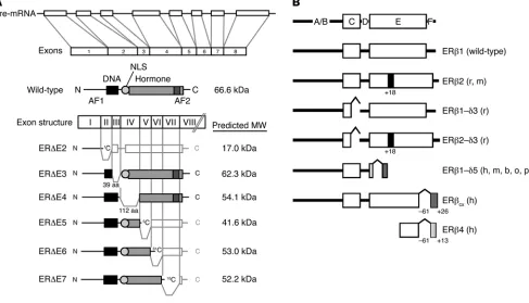 Figure 2Exon structure, primary transcript, and common mRNA splice variants of the ER
