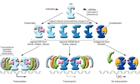Figure 3Differential ER structure and coactivator recruitment by ER agonists, antagonists, and SERMs