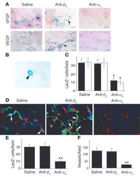 Figure Integrin α4β1 promotes stem cell homing from the bone marrow. (A) Cryosections of bFGF- or VEGF-saturated Matrigel from mice transplanted with Tie2LacZ bone marrow and treated with saline, anti-α4β1, or control isotype-matched anti-integrin β2 anti