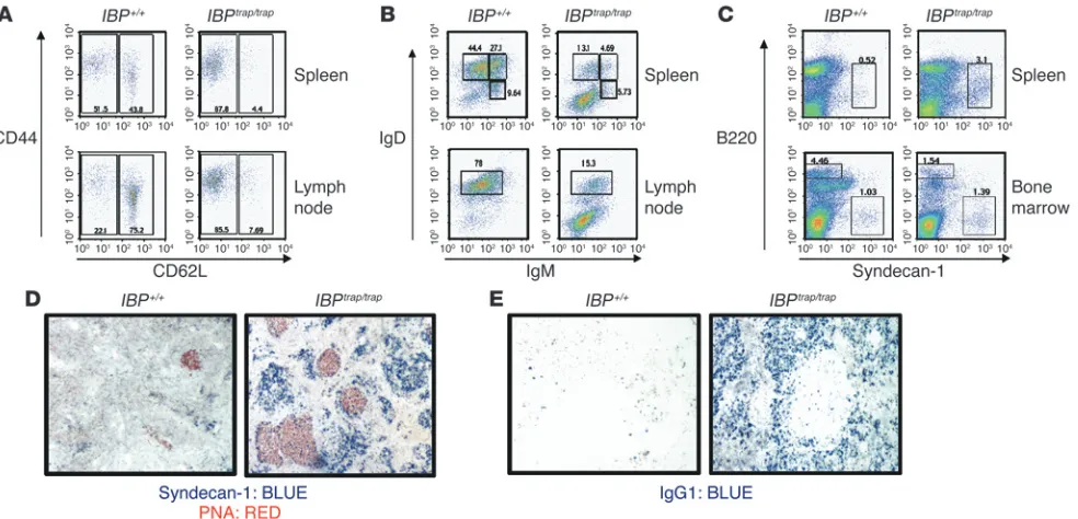 Figure Accumulation of effector/memory-like T cells and terminally differentiated B cells in aging IBPtrap/trap mice