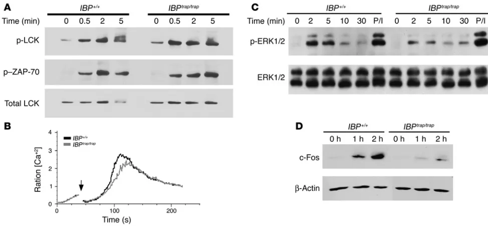Figure Defective ERK1/2 activation in IBPtrap/trap T cells. (A) Lck and ZAP-70 activation in IBPtrap/trap T cells was detected by Western blotting utilizing antibodies specific for Tyr 394 phosphorylated Lck (upper panel) and Tyr 319 phosphorylated ZAP-70