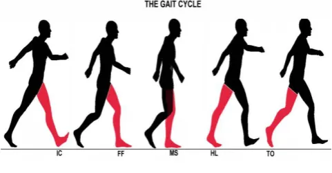Figure 1 – The GAIT Cycle 