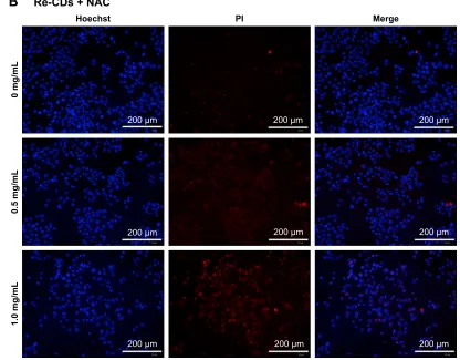 Figure 7 high-content imaging analysis of cell apoptosis and necrosis by hoechst/PI double-staining method.Notes: (A) samples only treated with different concentrations of re-cDs